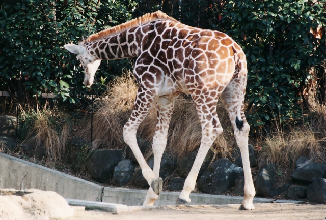 天王寺動物園