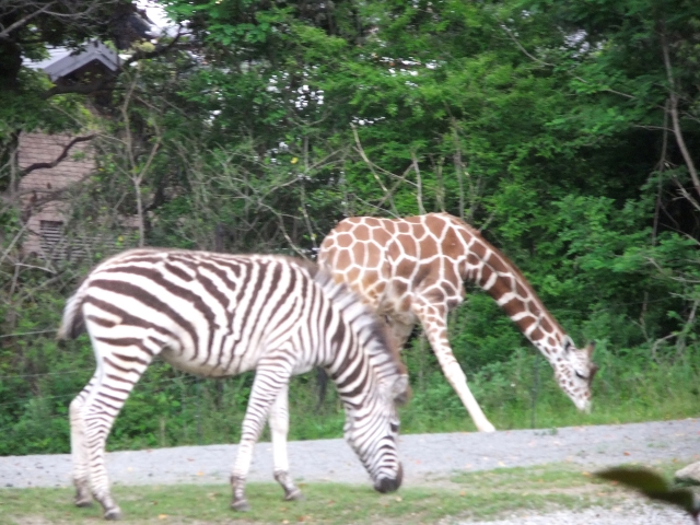 天王寺動物園周辺で平日24時間とめても安い駐車場9選 最大料金があるオススメ駐車場はこちら アキチャン Akippa Channel