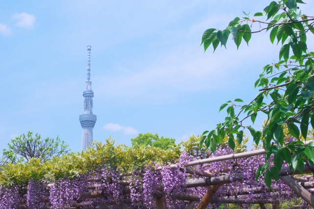 東京スカイツリー