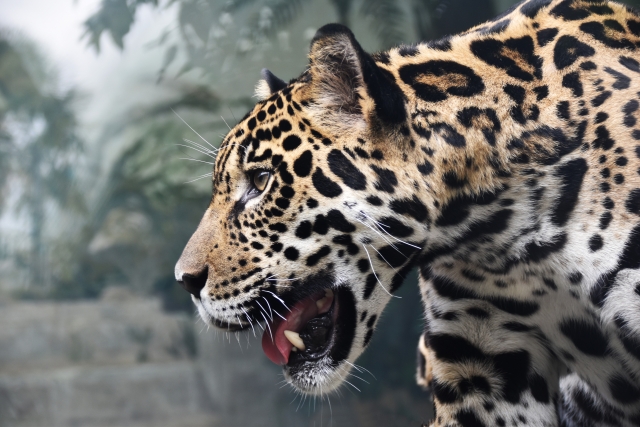 天王寺動物園