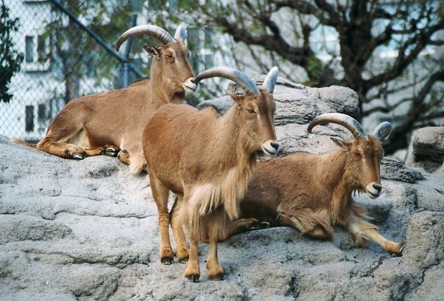 天王寺動物園