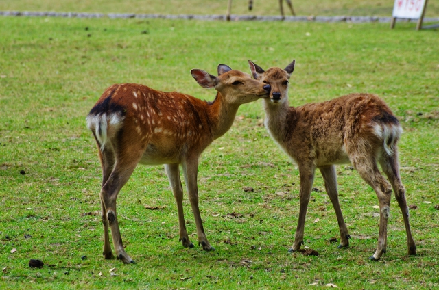 奈良公園