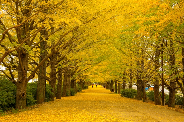 昭和記念公園