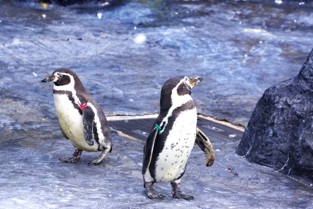 福岡市動物園