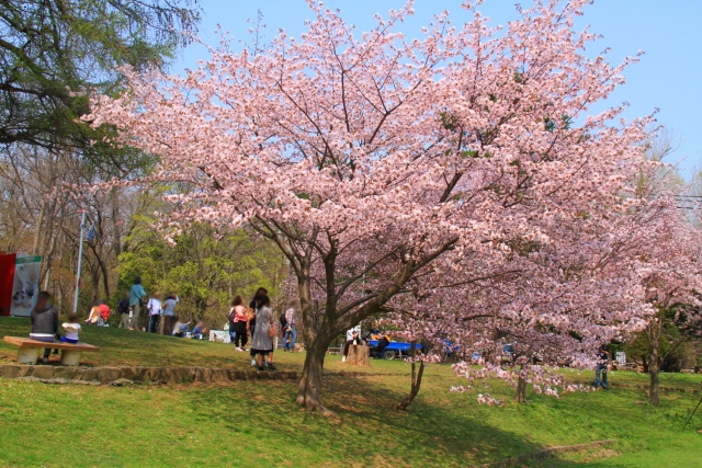 円山公園