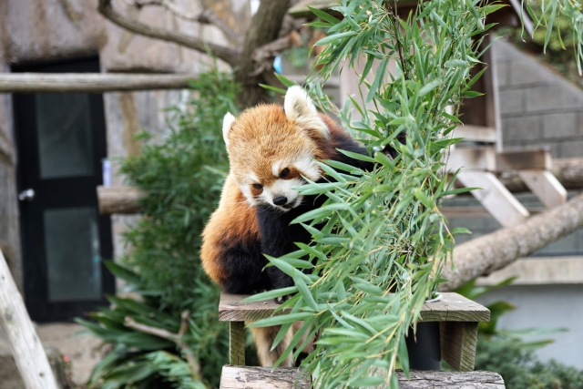 野毛山動物園