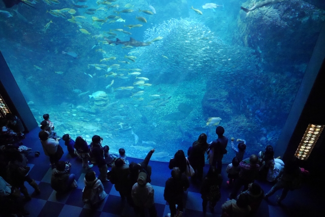 江ノ島水族館 新江ノ島水族館 周辺で平日24時間とめても安い駐車場8選 最大料金があるオススメ駐車場はこちら アキチャン Akippa Channel