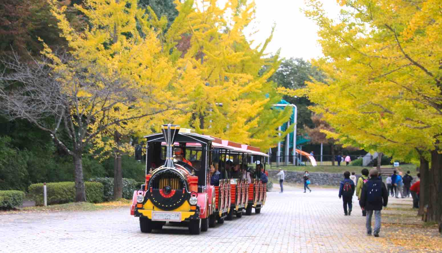 国営昭和記念公園_紅葉_パークトレイン