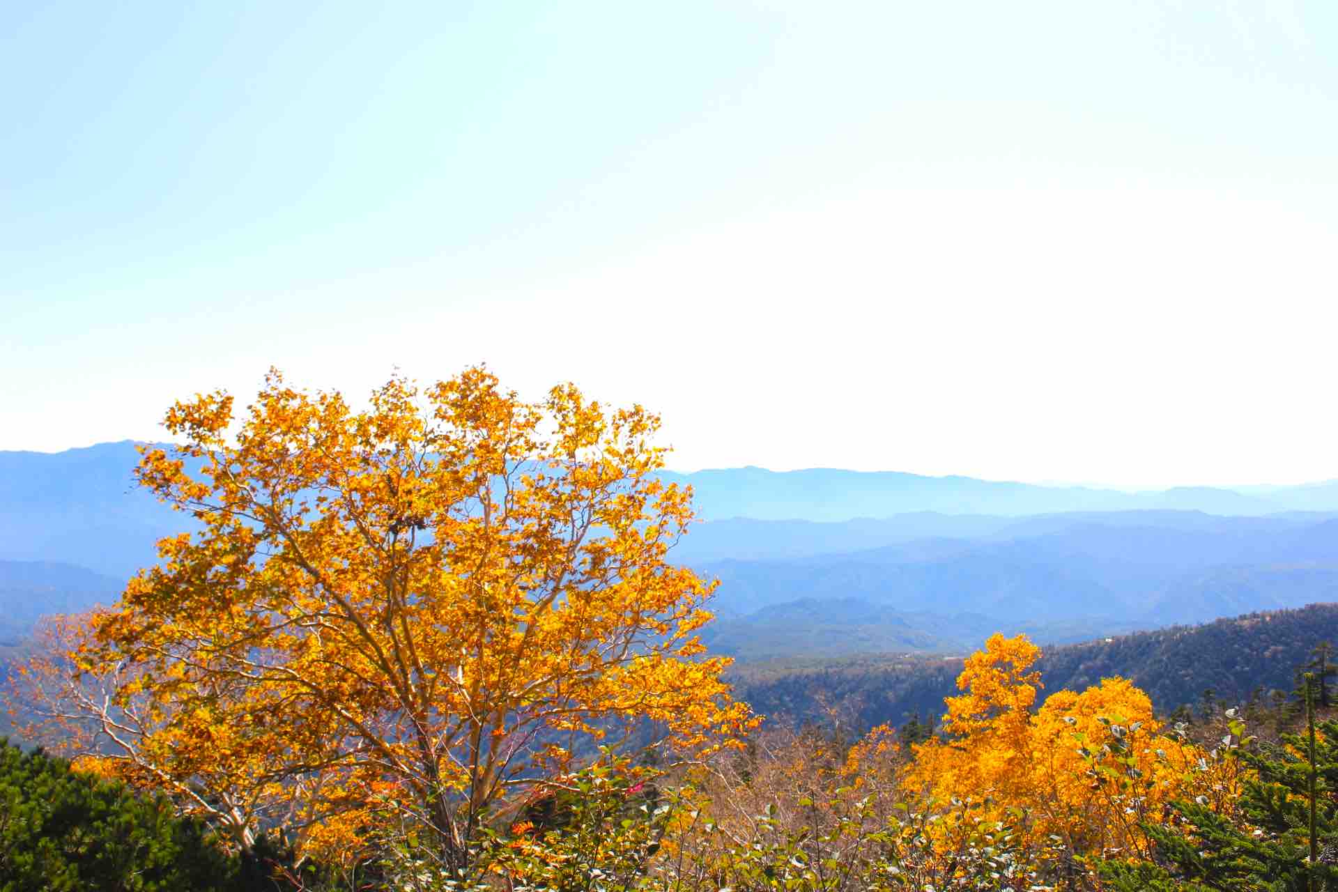 御岳山_紅葉