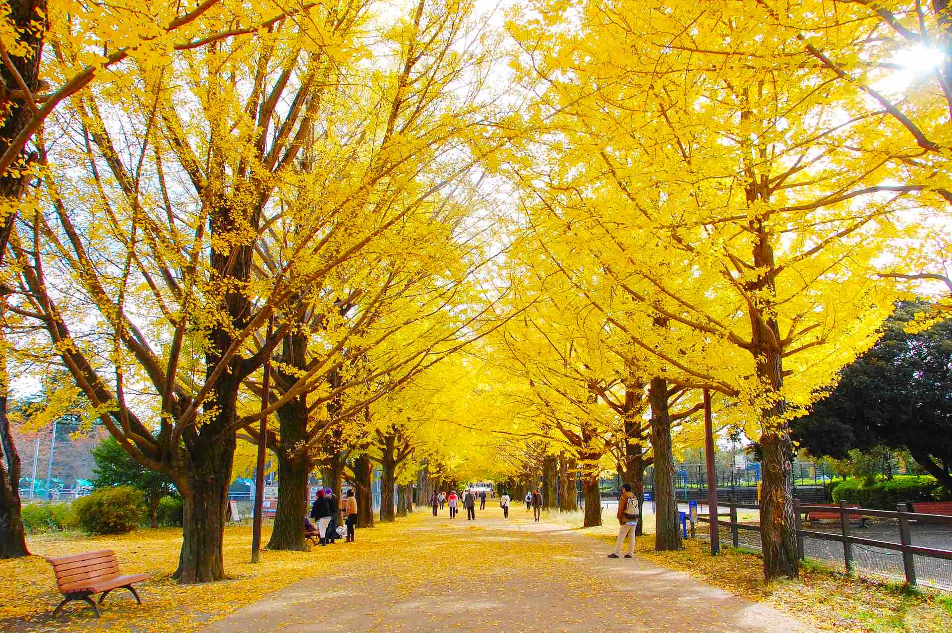 国営昭和記念公園_紅葉_イチョウ並木