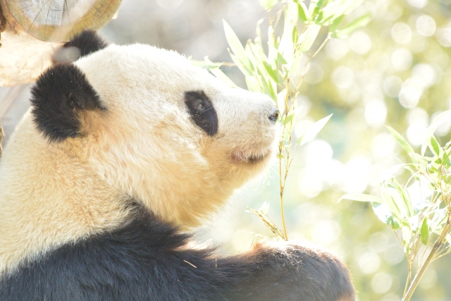 上野動物園