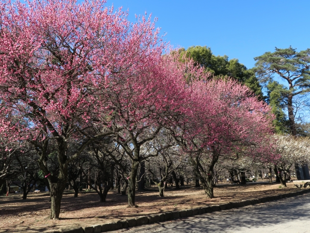 大宮公園